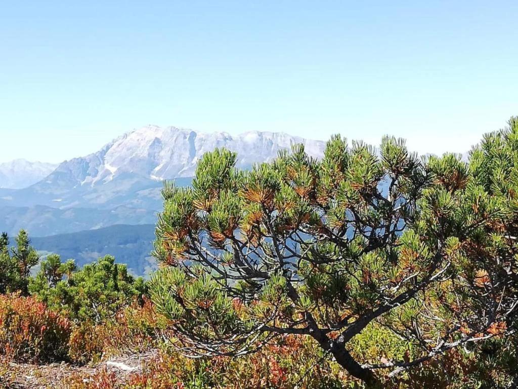 Príroda v okolí apartmánu