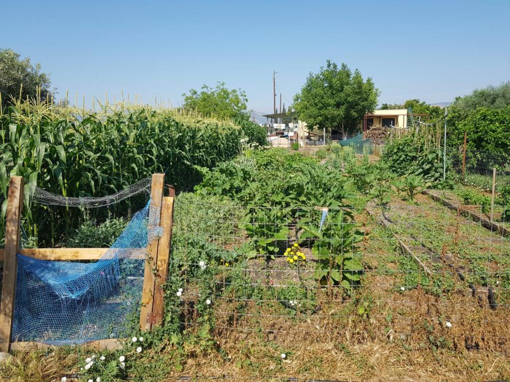 Zahrada ubytování Eco Glamping with Pool between Nafplio and Argos
