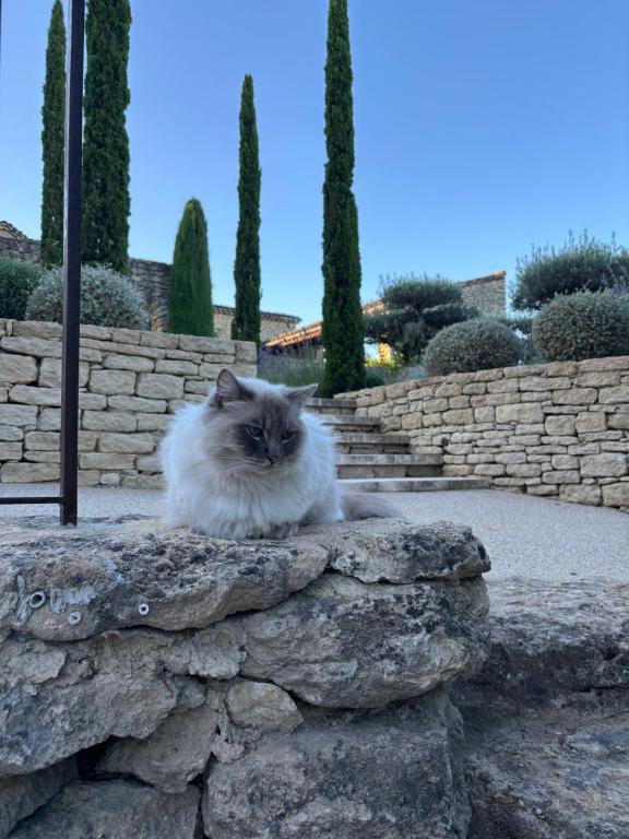 Domácí mazlíčci ubytovaní s hosty v ubytování Le jardin suspendu