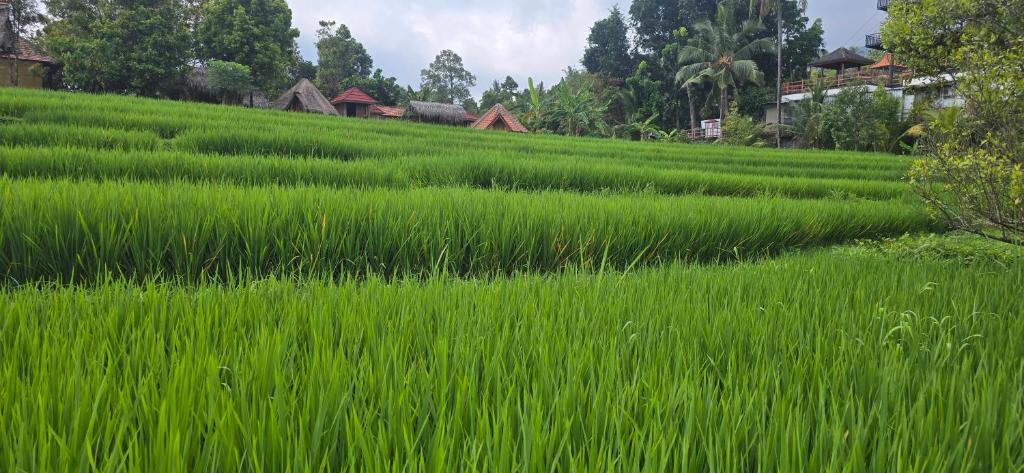 a field of green grass with houses in the background at Uma Nirmala Aling-Aling in Singaraja