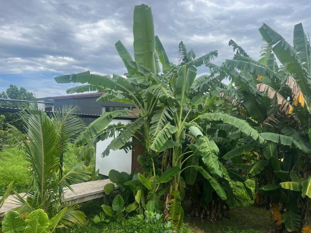 Nguyen Shack Retreat Resort - 15