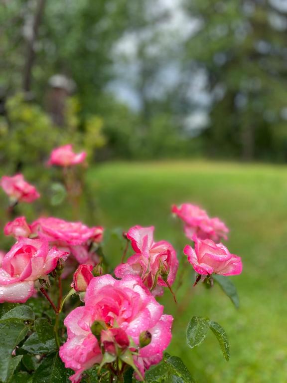 Giardino di Pidkova