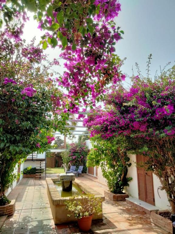 a garden with purple flowers on a building at LA OLA Tarifa in Tarifa