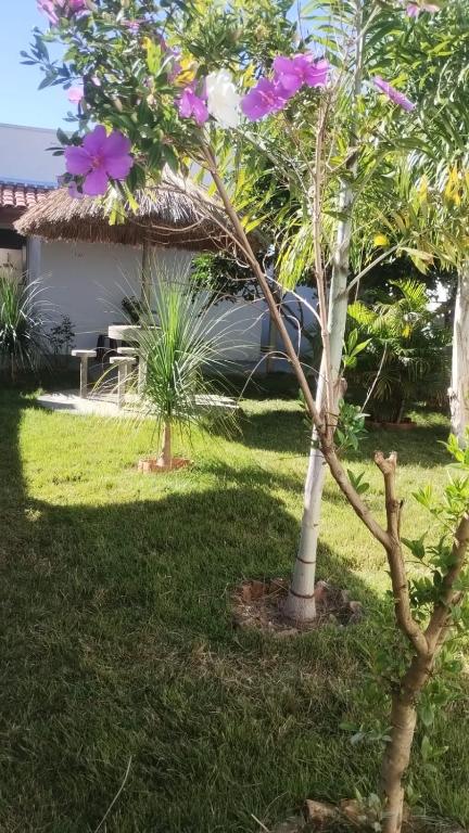 a small tree with purple flowers in a yard at Jardim Secreto in Piumhi