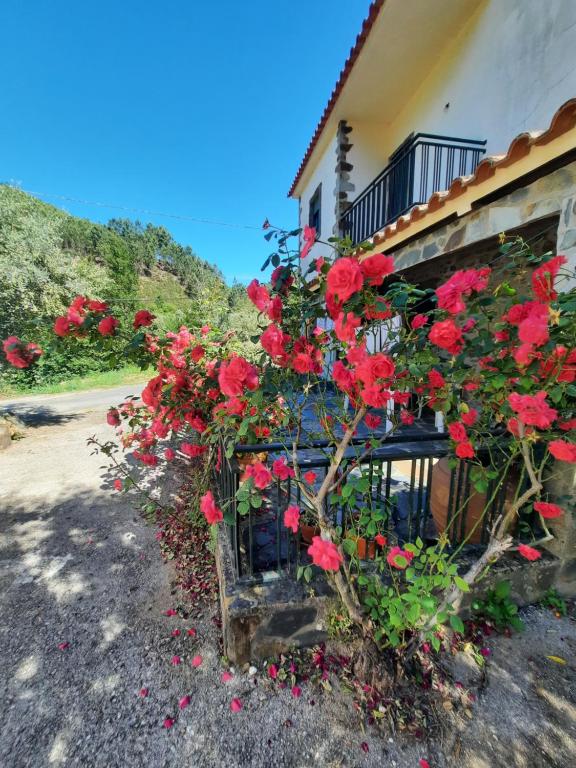 a bunch of red roses growing outside of a building at Casa Penafalcão in Castelo Branco