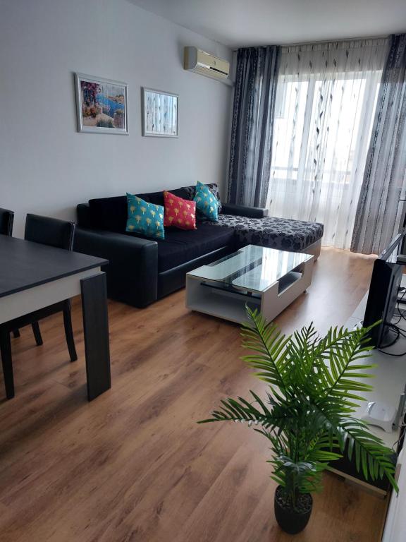 Royal Palm 170