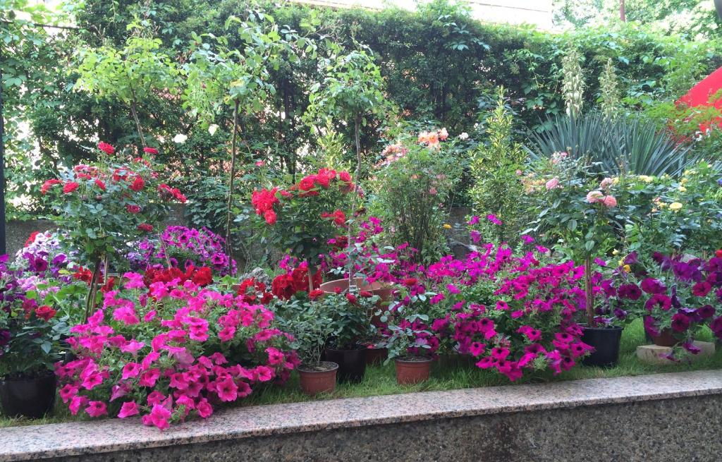 Hotel Rex - Resim 30