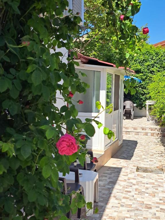 a house with a pink rose in a bush at Yraida's house Constanta in Constanţa