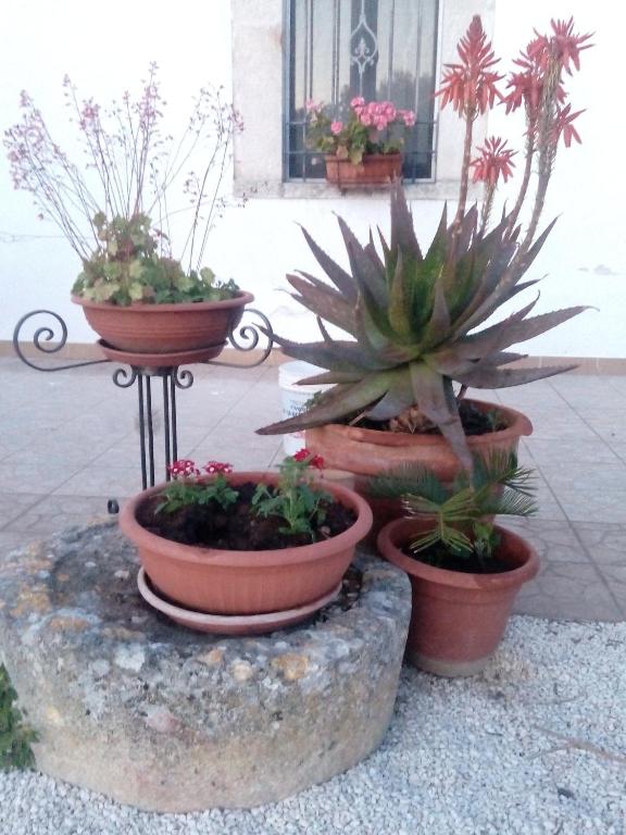 A garden outside Trulli Sarmenzanello