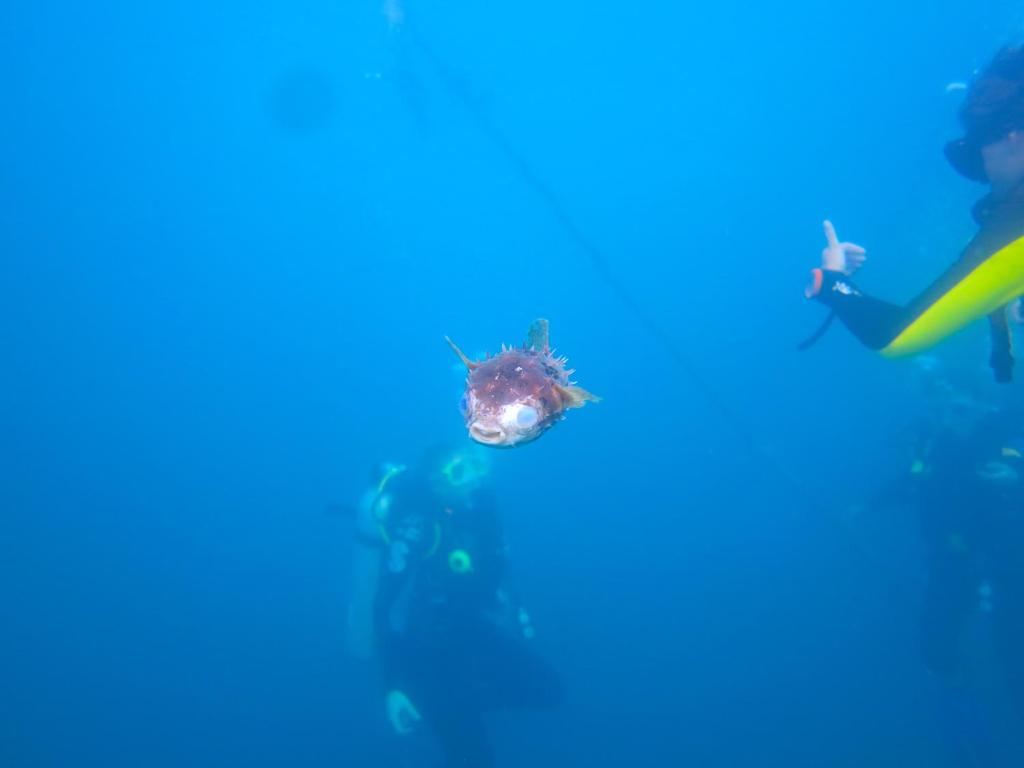 Hosté ubytování Chindonan Dive and Beach Resort