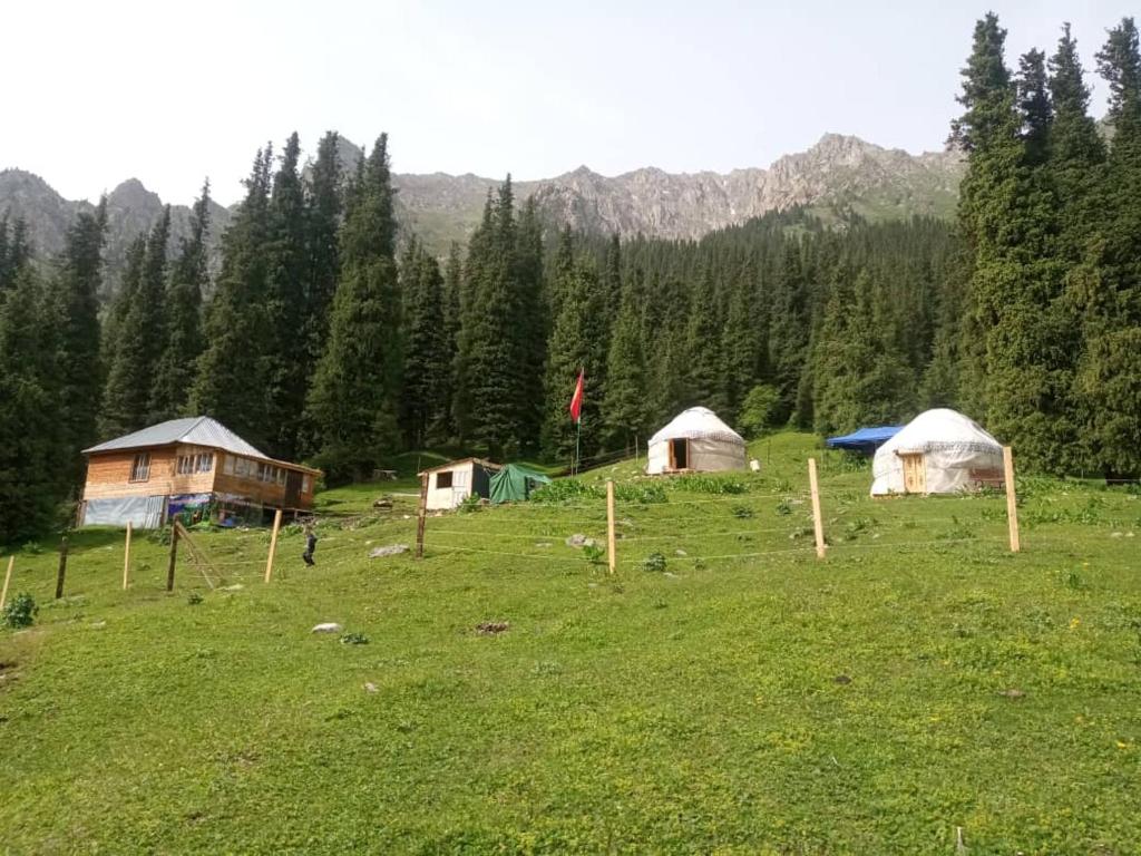 a group of tents in a field with trees at Горное гнездо и юрты in Mineralʼnyy Istochnik Altyn-Arasan