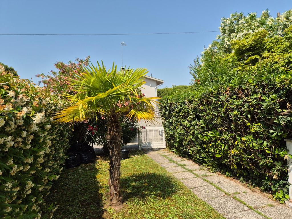 una palma in un cortile accanto a una recinzione di Villa Sandra a Bibione