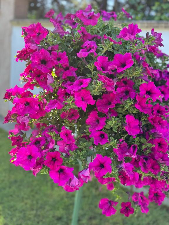 Ferienwohnungen Abendsonne - 8 Gehminuten zum EP - 17