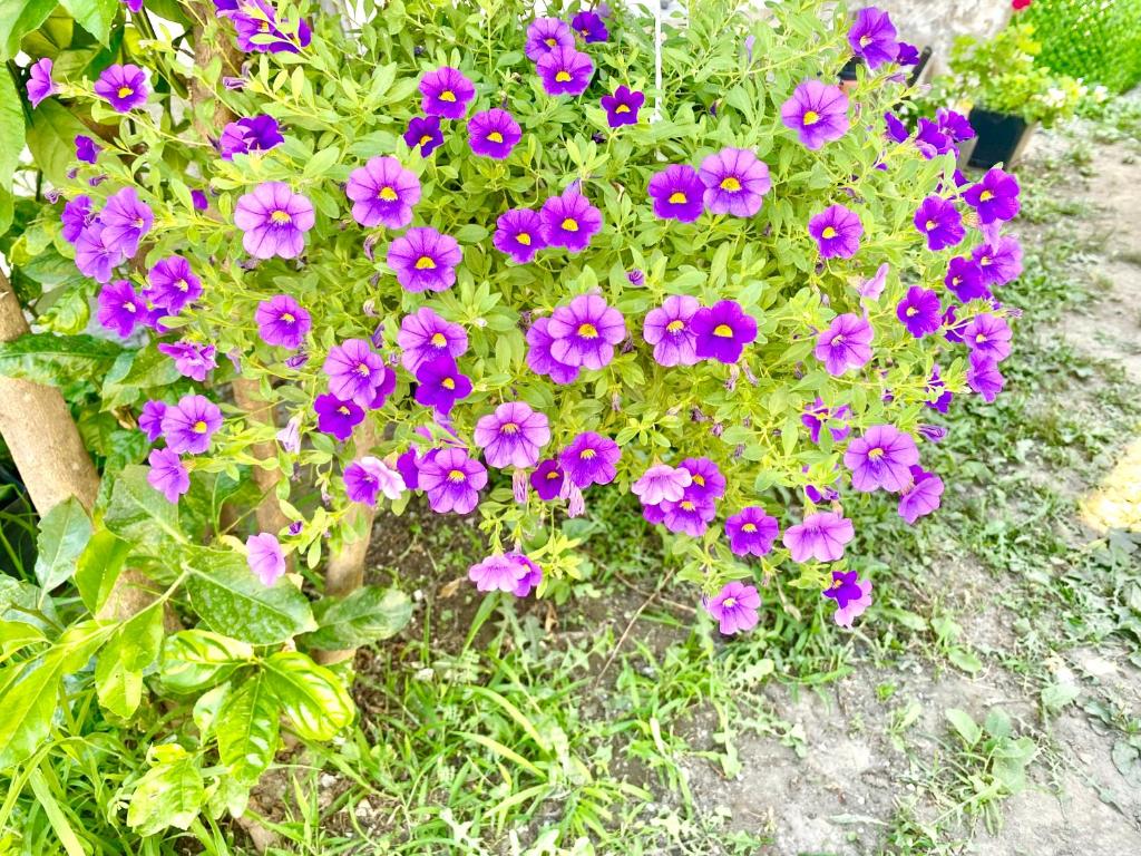 Giardino di Artists Guest House