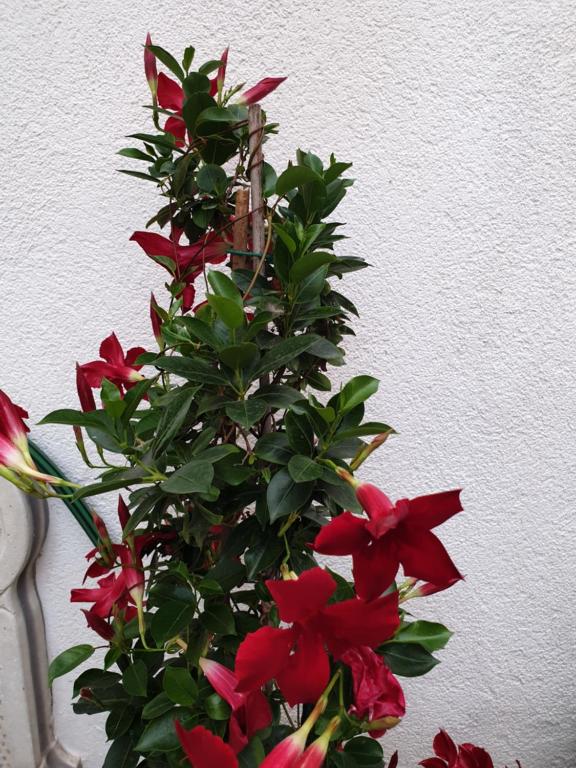 Zahrada ubytování LEMON TREE