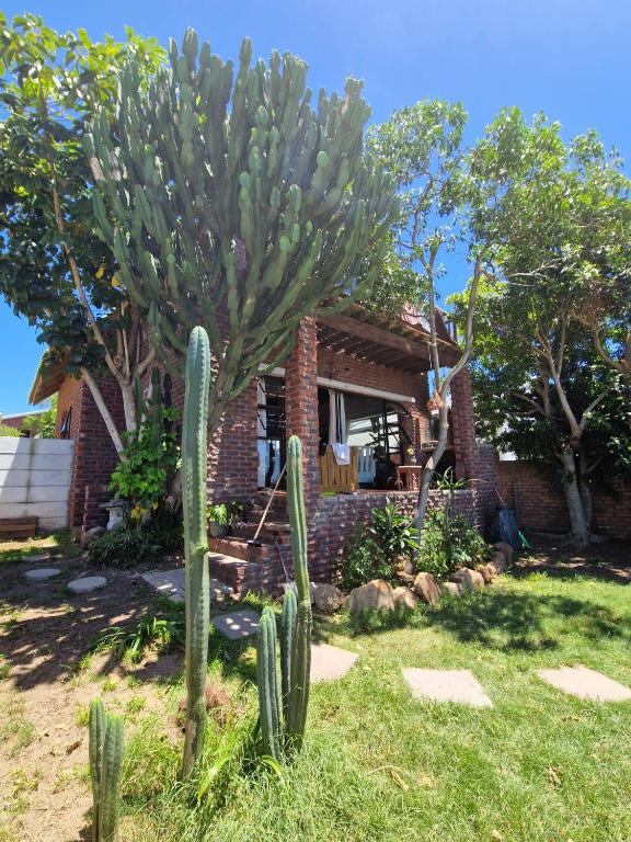 a large cactus in front of a house at Surf Stoke Cottage in Jeffreys Bay