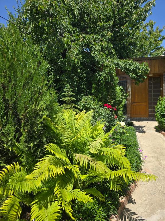 Zahrada ubytování Olga Guest House