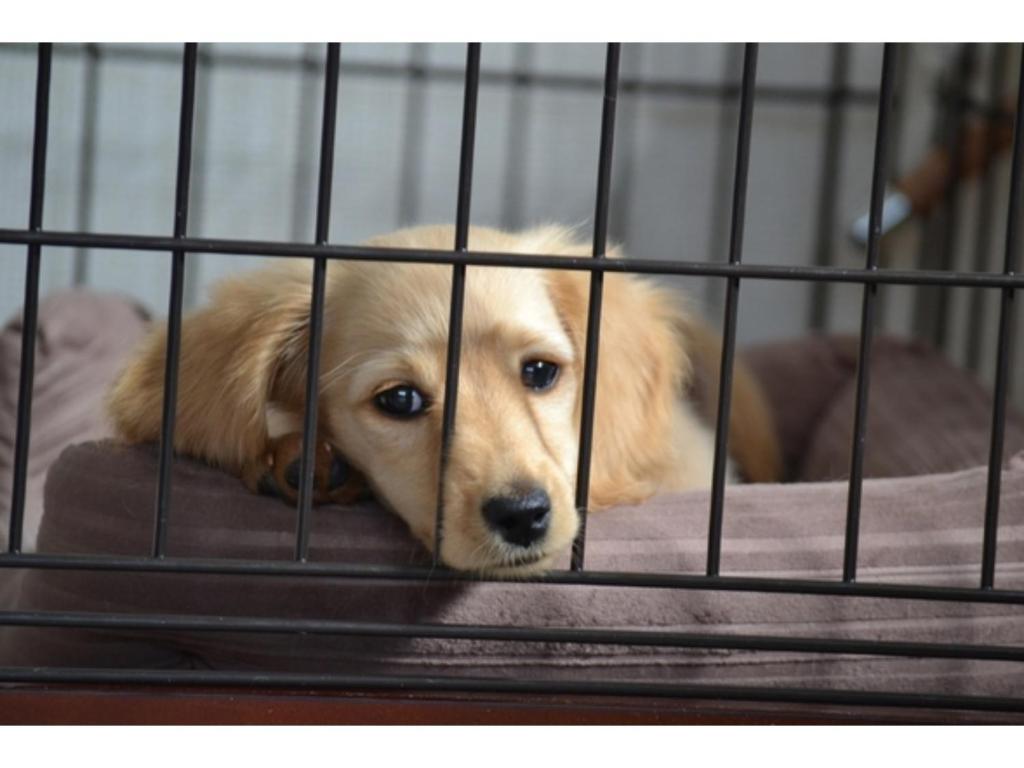 a dog is looking out from a cage at HOTEL felice Osaka Itami Airport - Vacation STAY 53128v in Toyonaka