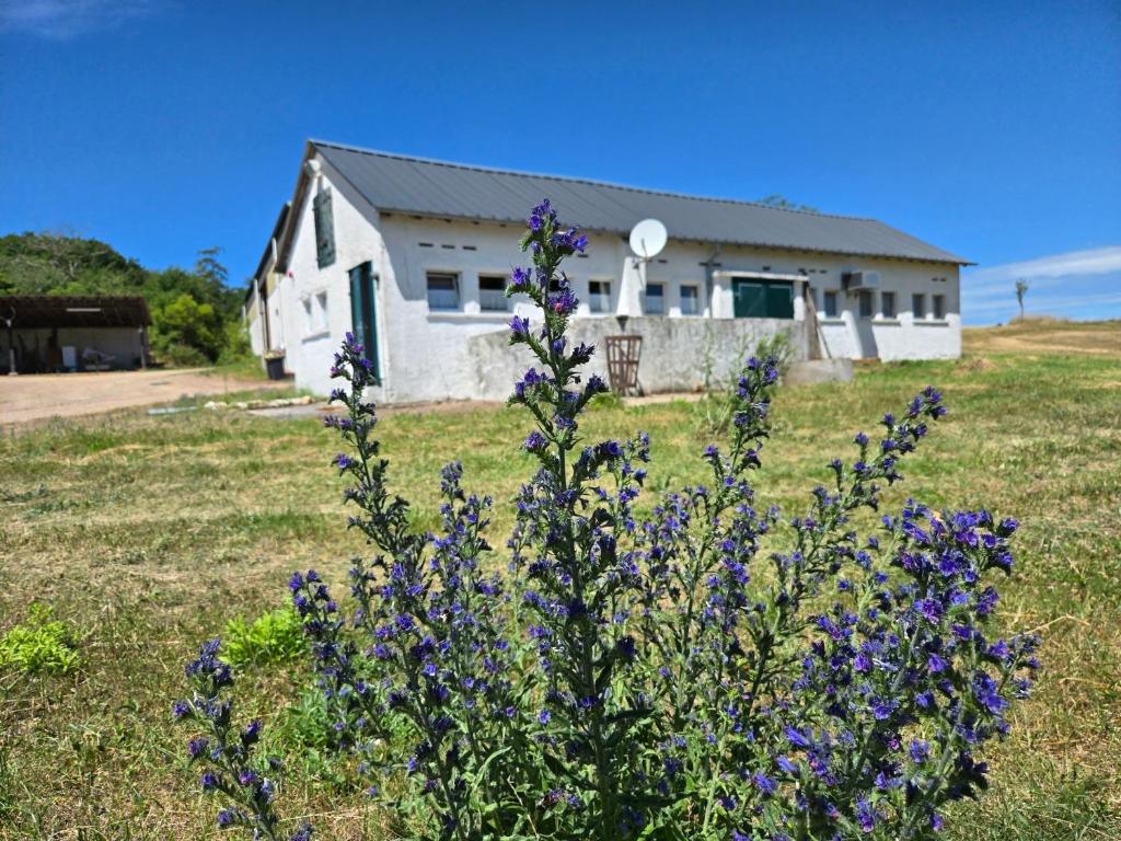 a house with purple flowers in front of a field at Appartement am Landhaus in Sauerthal