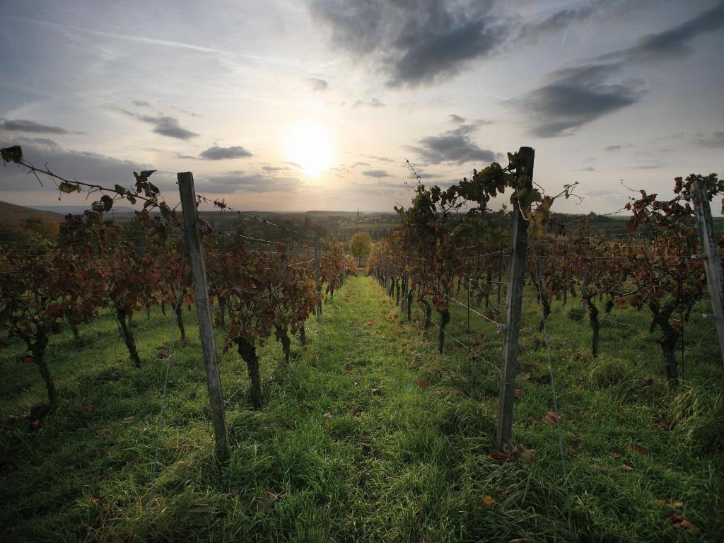 Fotografie z fotogalerie ubytování Worners Schloss Weingut & Wellness-Hotel v destinaci Prichsenstadt