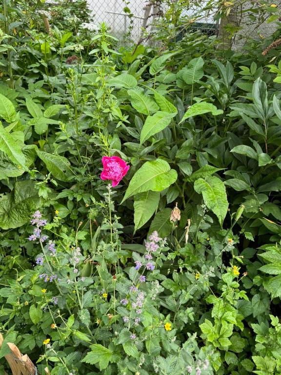 a pink flower is growing in a garden at WatzMannEG in Augsburg