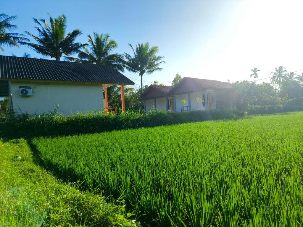 a field of green grass next to a house at Vaniglia House Tetebatu in Tetebatu