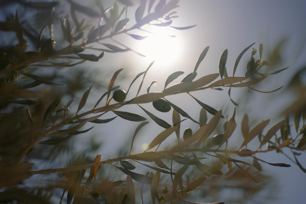 Fotografie z fotogalerie ubytování Black Rose Beach Suites v destinaci Perivolos