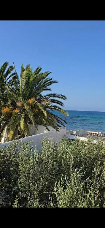 a palm tree on the beach next to the ocean at Maya House - Villa Cap Zbib in Banī ‘Aţāʼ