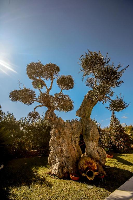 un grand arbre assis dans l'herbe dans l'établissement Villa Caraitria, à Martina Franca