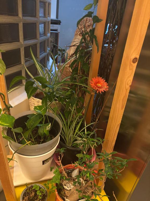 Hotel Antonelli - Resim 4