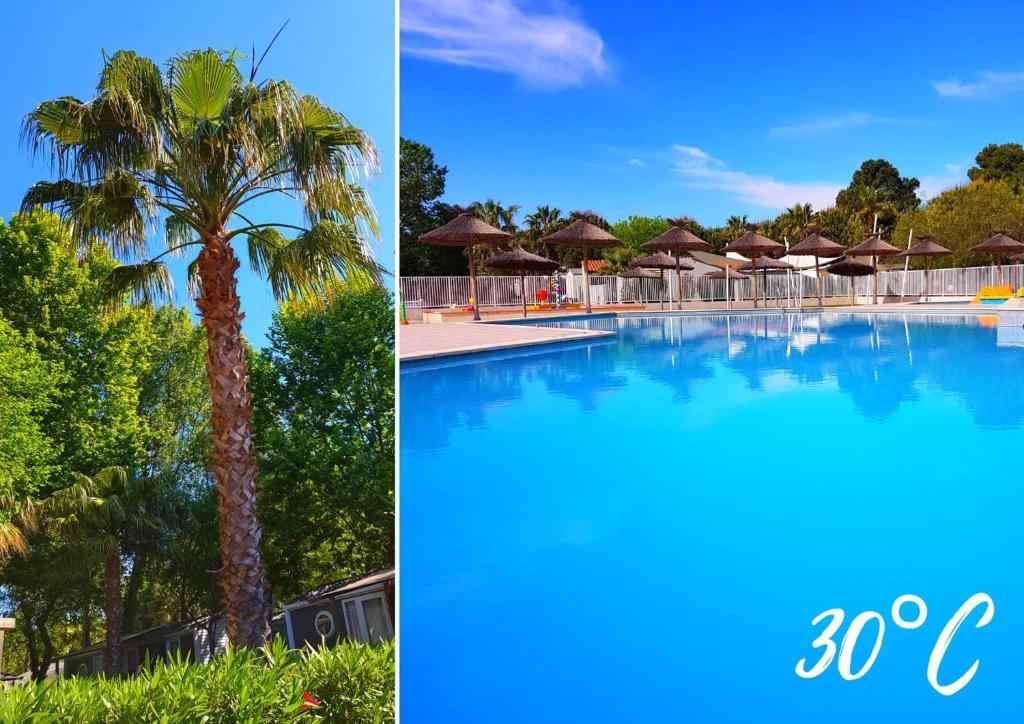 un complexe avec un palmier et une piscine dans l'établissement Le mobilhome de Maelya, à Saint-Cyprien