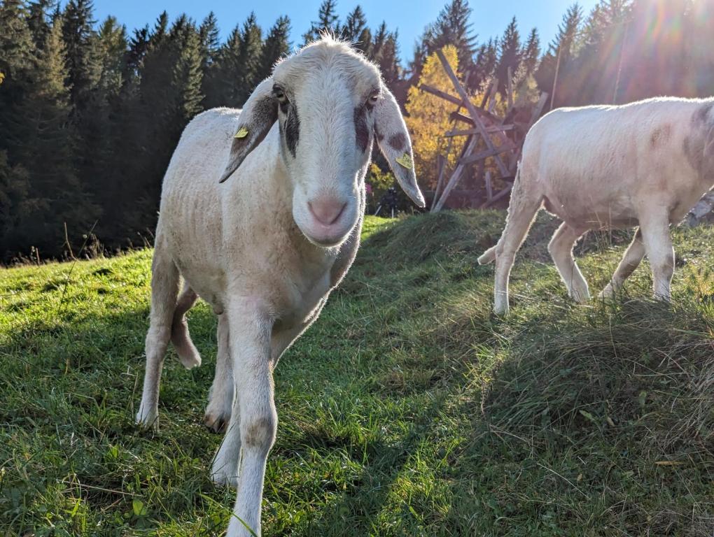 Altri animali domestici presso l'appartamento o nei dintorni