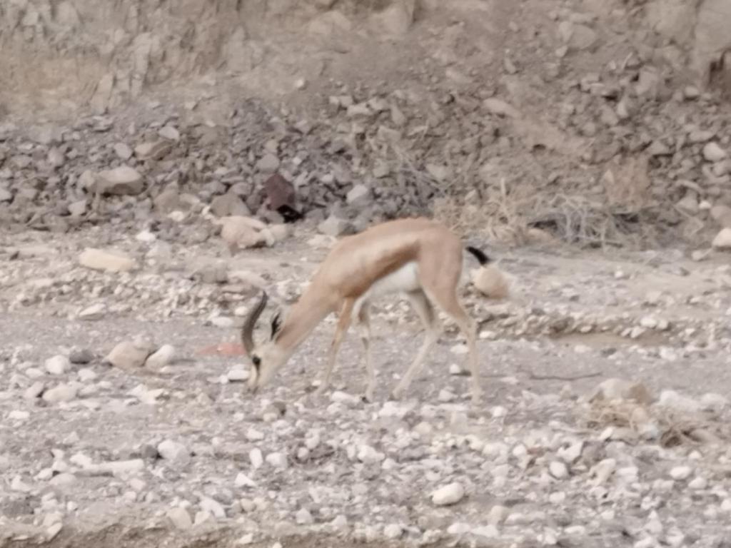 Tiere auf dem Campingplatz oder in der Nähe