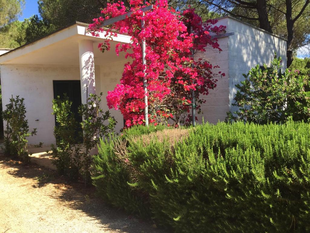 Zahrada ubytování Camping Cala dei Ginepri
