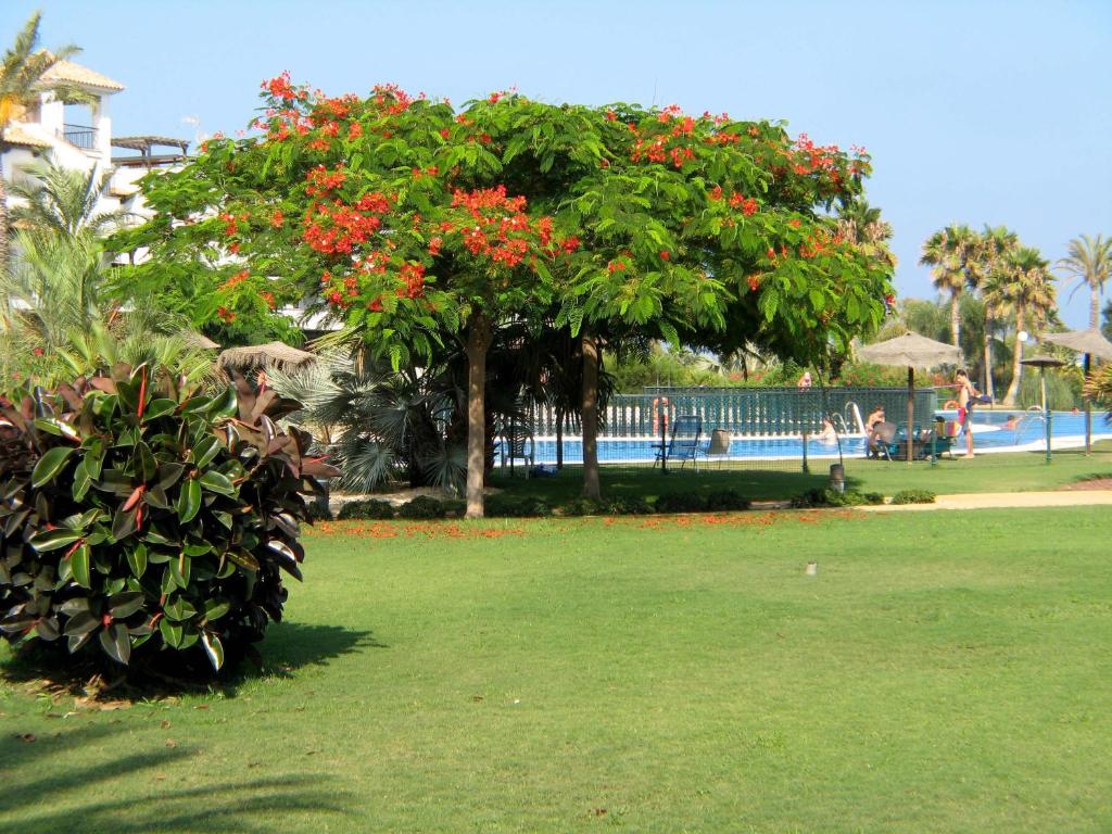 um parque com uma árvore com flores vermelhas e uma piscina em Apartamento VenAVera Playa Jardines de Nuevo Vera L1-1D Primera Línea WIFI em Vera