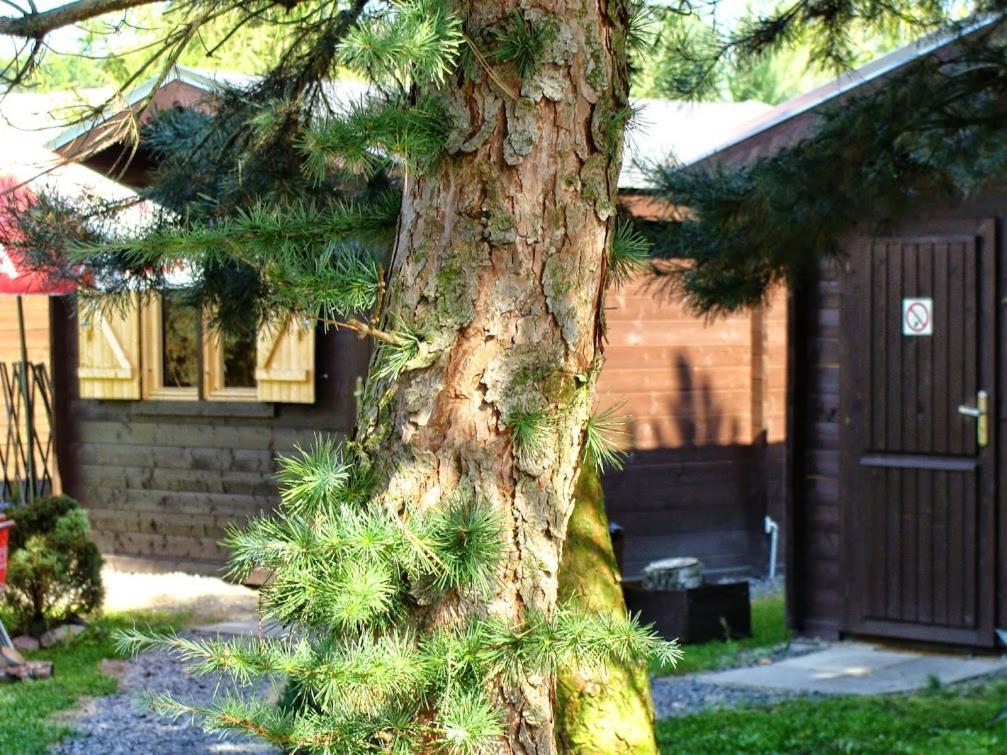a pine tree in front of a house at Bike Camping in Przewóz