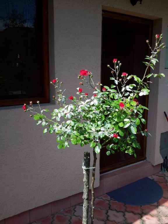 Viola i Detelina Apartments - Three-Bedroom Apartment
