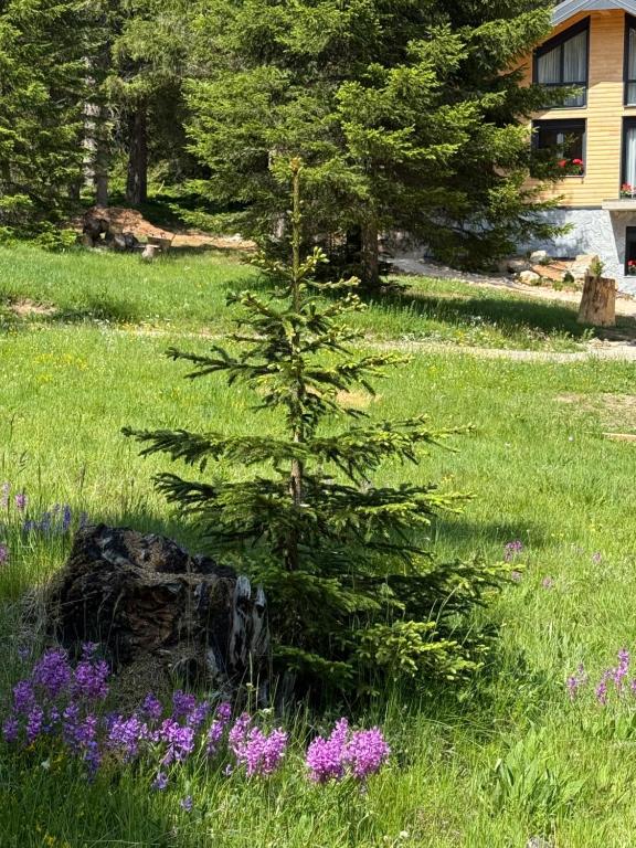 Fotografie z fotogalerie ubytování Durmitor Peaks and Pines - 1 v destinaci Babljak