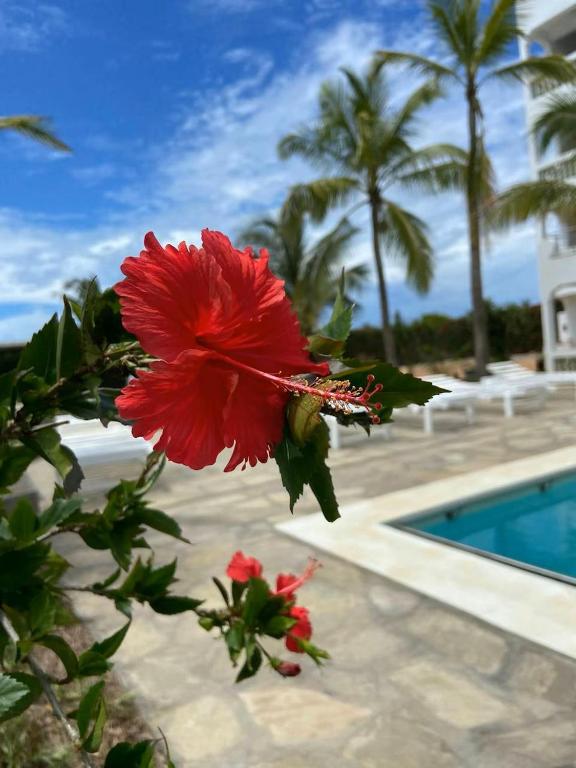 Bazén v ubytování Avana Resort Watamu nebo v jeho okolí