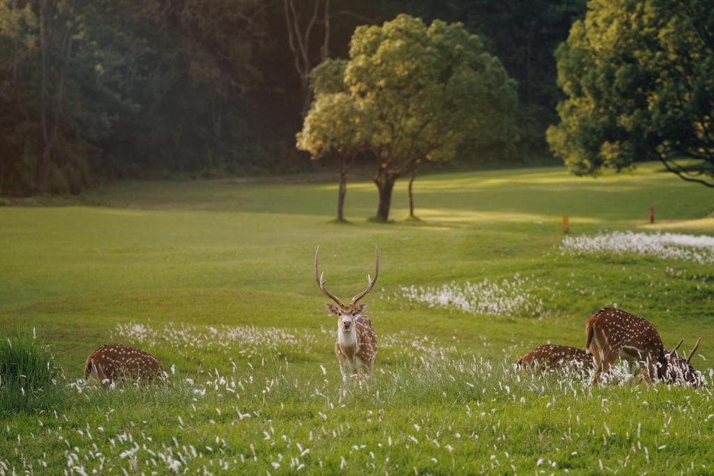 a group of deer grazing in a field of grass at Gokarna Forest Resort Kathmandu in Kathmandu