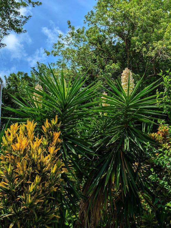 Zahrada ubytování Studio Frangipani dans Villa Fleurs des Iles