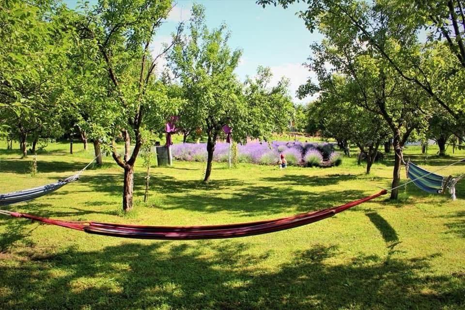 Vườn quanh Casa rurală cu livadă LavAndra
