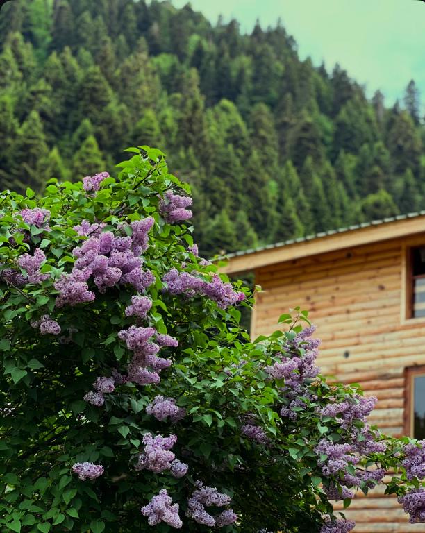 a bush of purple flowers in front of a building at Villa Shoda in Oni