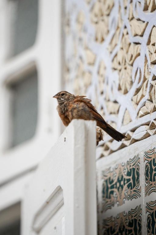 Fotografie z fotogalerie ubytování Riad Blue Garden v destinaci Rabat