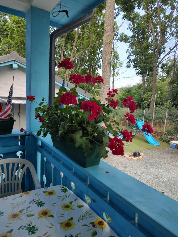 Zahrada ubytování Casa Dobrogea