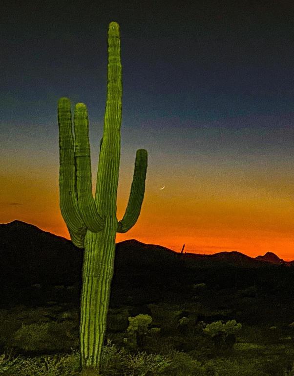 a cactus in the desert with the sunset in the background at Boulder Apache Junction in Apache Junction