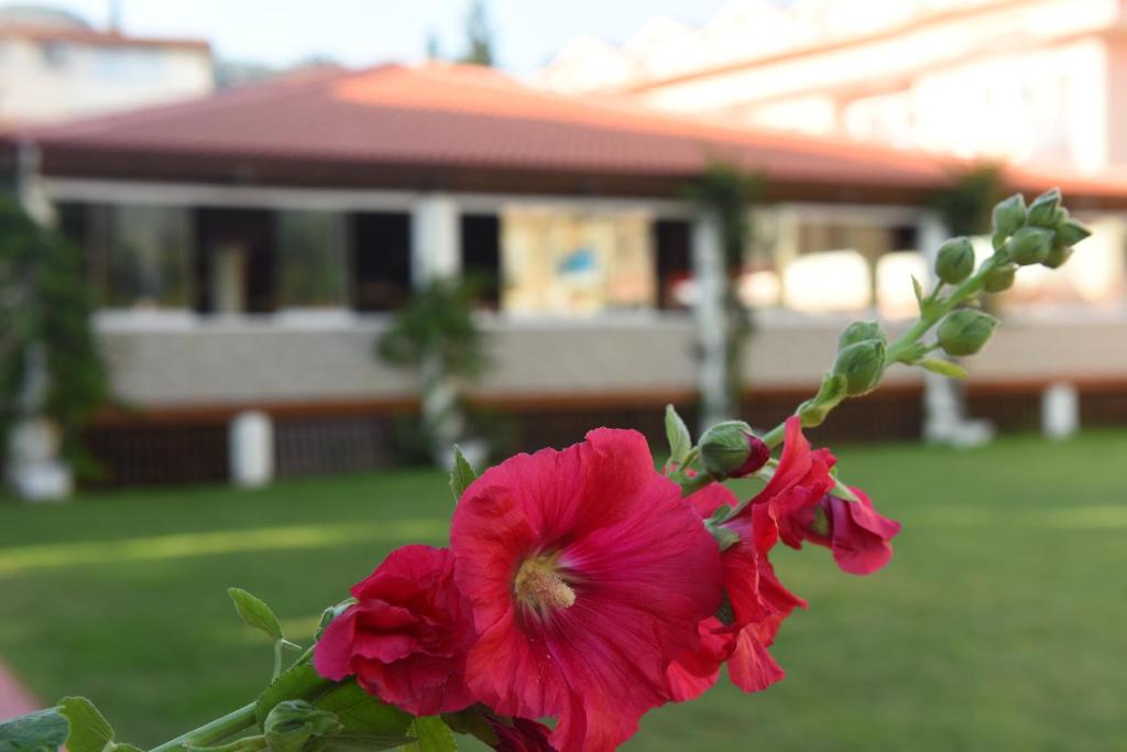 A garden outside Ölüdeniz Turquoise Hotel - All Inclusive