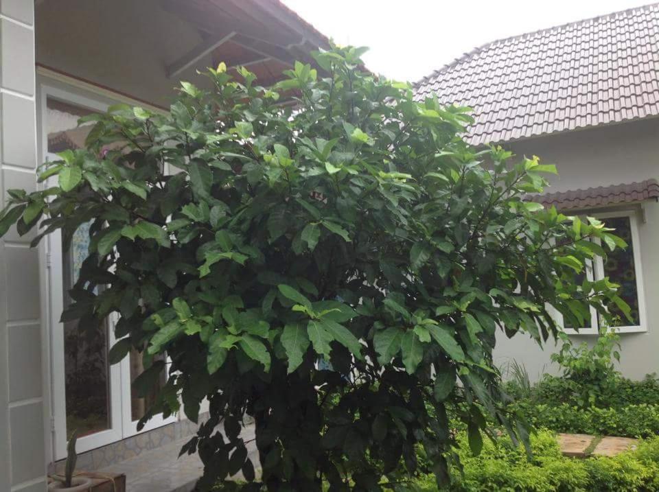 Manh Duyen Garden Homestay - 带花园的公寓