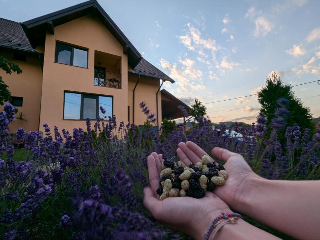 a person holding up a bunch of mushrooms in a field of purple flowers at Pensiunea Teona in Târgu Ocna