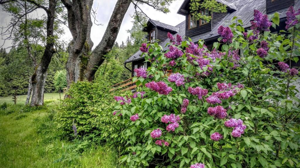 a bush of purple flowers in front of a house at Chata Pod Koberštejnem in Rejvíz